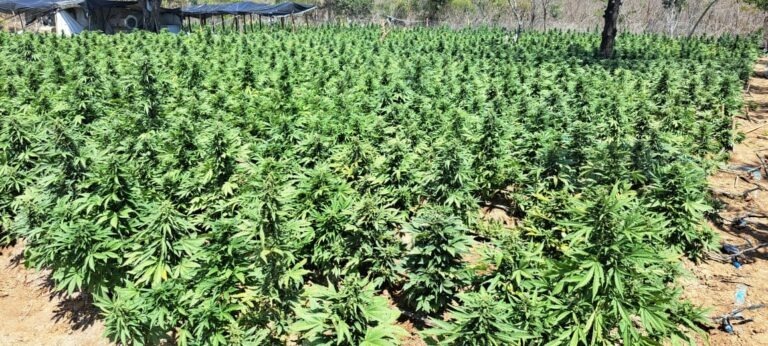  Mais de oito toneladas de drogas são apreendidas nos primeiros dez meses de 2024 na Bahia