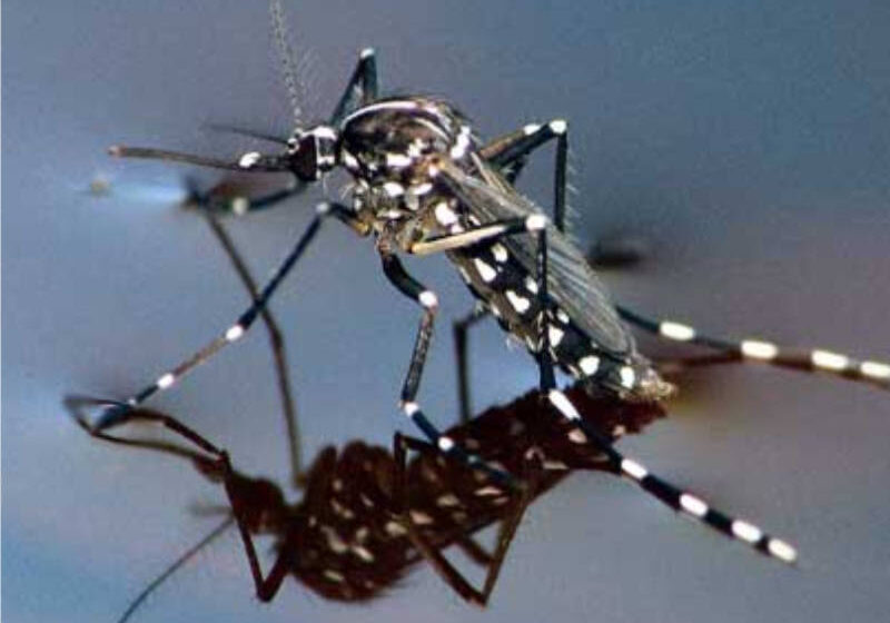  Bahia registra aumento de casos de dengue