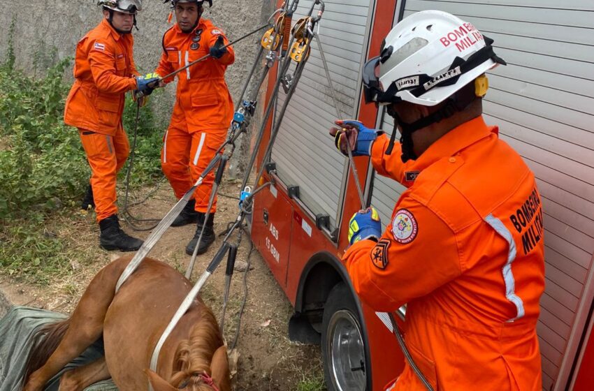  Bombeiros de Paulo Afonso resgatam égua que caiu em canal