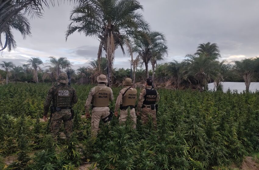  Polícia Federal, PMBA e PMPI erradicam plantios de maconha no Piauí