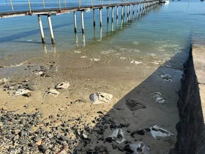  Arraias são encontradas mortas e sem cabeças na Marina do Bonfim na manhã desta quarta-feira (05)