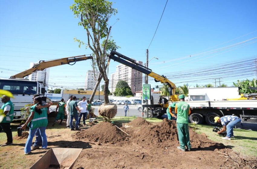  Cabula recebe plantio de 112 árvores em nova etapa do projeto Corredor Verde
