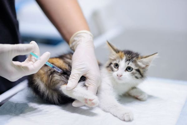  Vacinação de cães e gatos é ampliada em Salvador a partir desta segunda-feira (20)