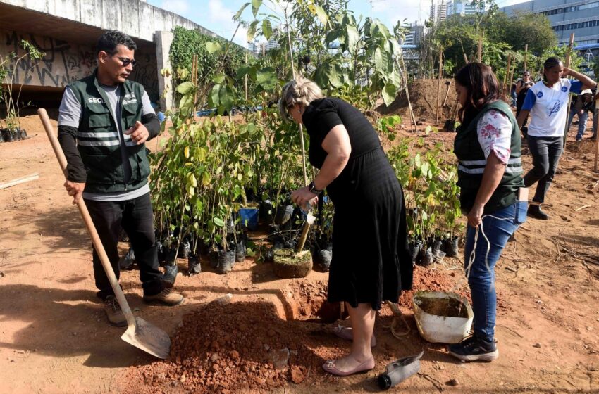  Salvador recebe microfloresta com 3,6 mil árvores em área de 5 mil m² na Avenida ACM